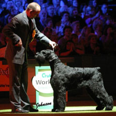 Philippe - Best in Show at Crufts 2008