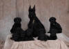 Max's litter (Max is "Green Boy)