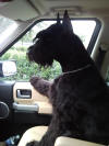 Max riding shotgun 1