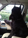 Max Riding Shotgun Again