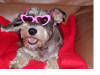 Cleo in sunglasses