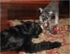 Sheeba and Max play tug-a-war