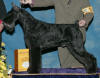 CH Ruster's Dark Command