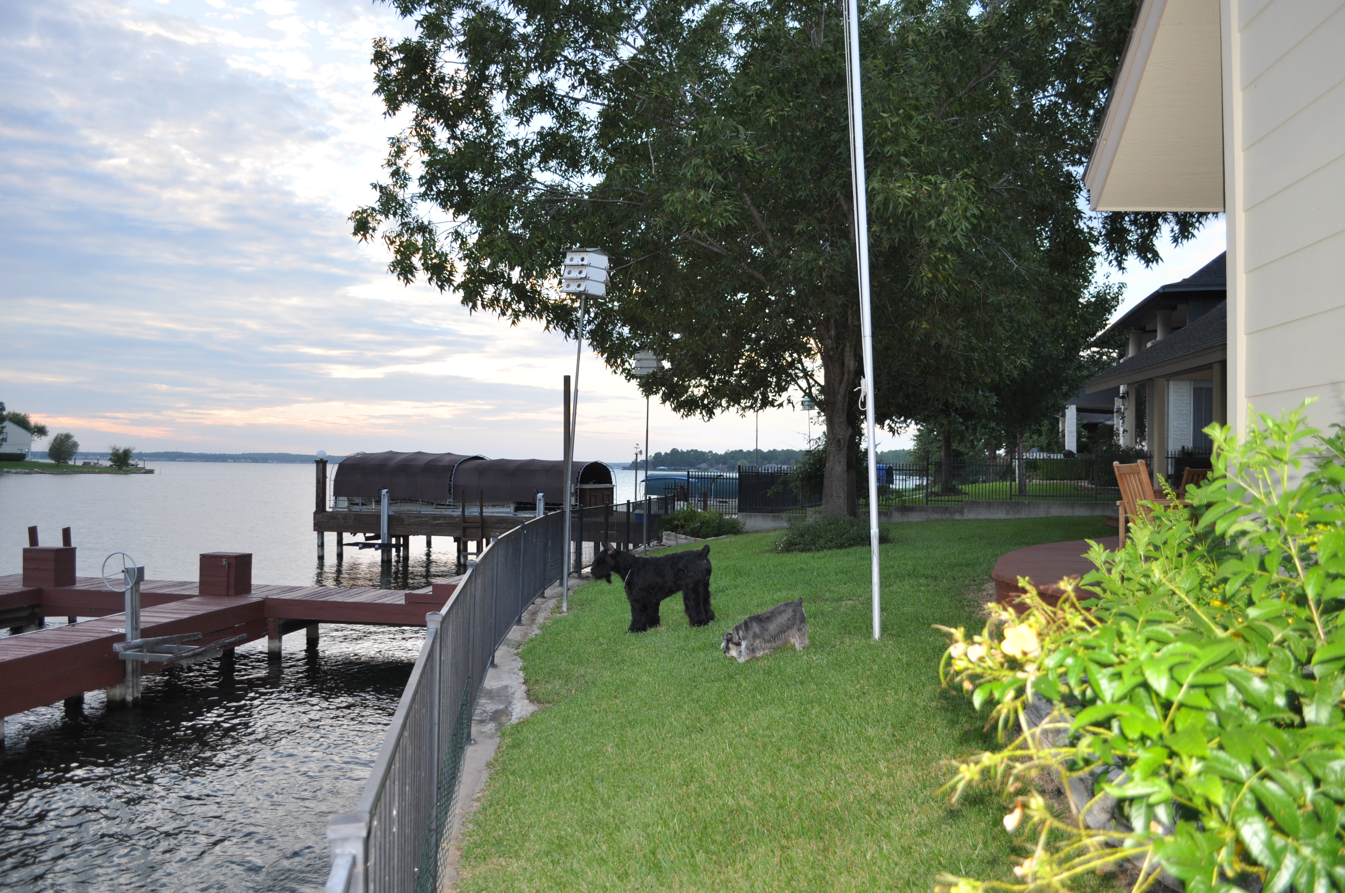 Lake Conroe backyard dog runs